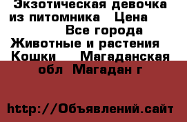 Экзотическая девочка из питомника › Цена ­ 25 000 - Все города Животные и растения » Кошки   . Магаданская обл.,Магадан г.